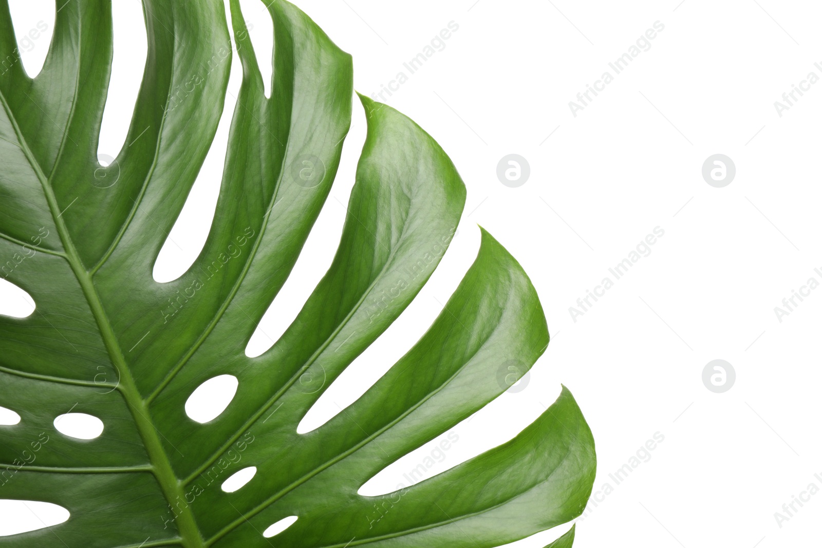 Photo of Fresh green tropical leaf isolated on white, closeup