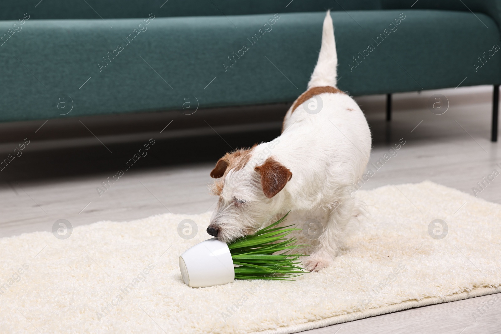 Photo of Cute dog near overturned houseplant on rug indoors