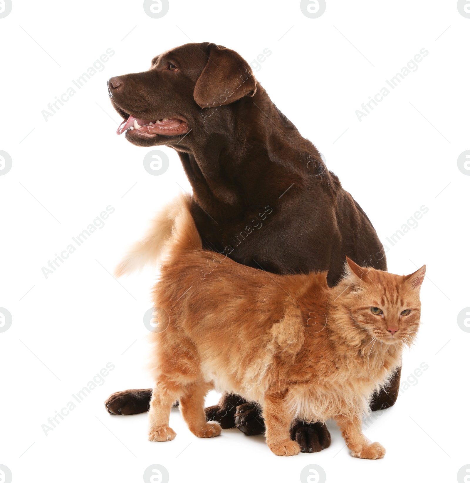 Photo of Cat and dog together isolated on white. Fluffy friends