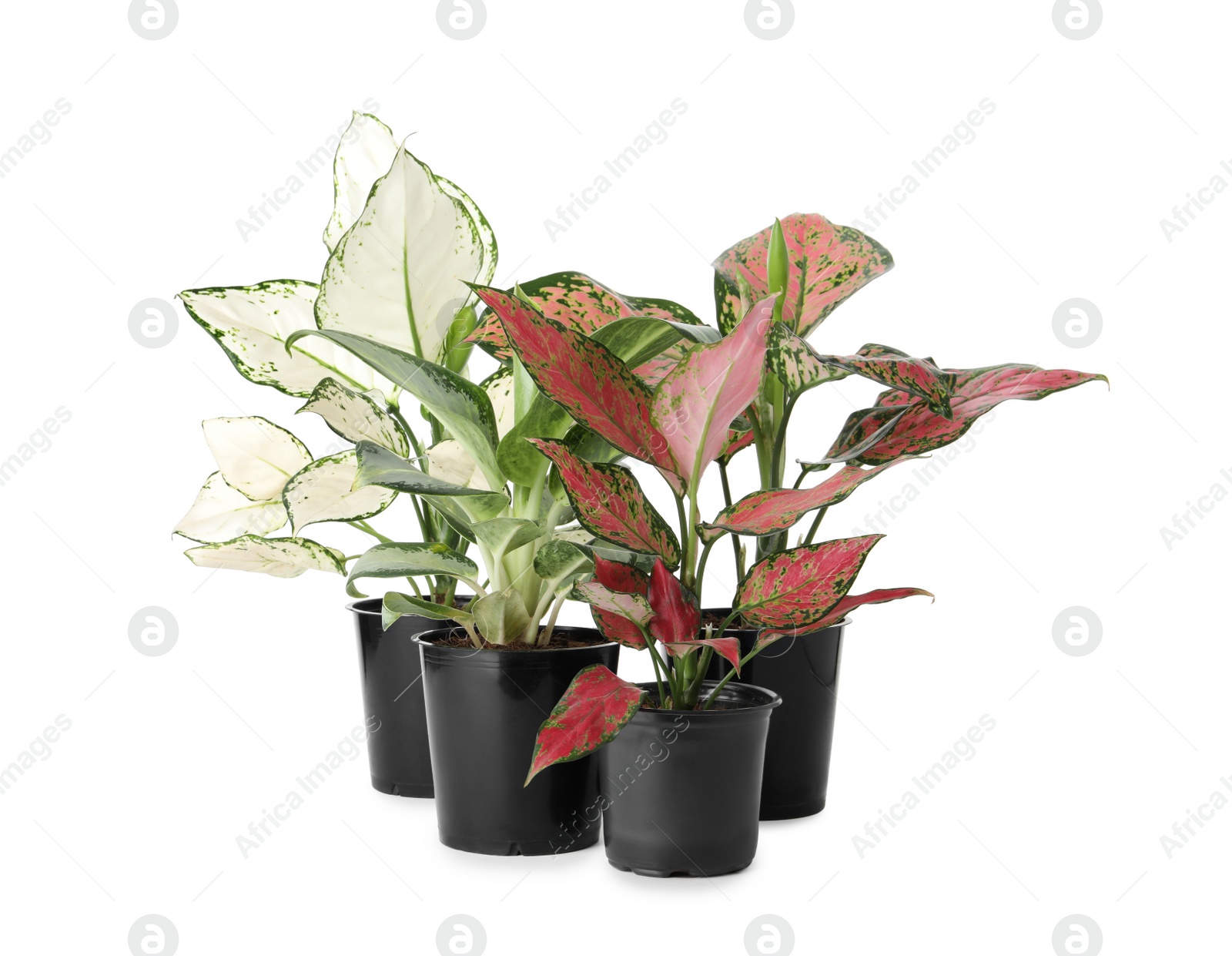 Photo of Beautiful Aglaonema plants in flowerpots isolated on white. House decor