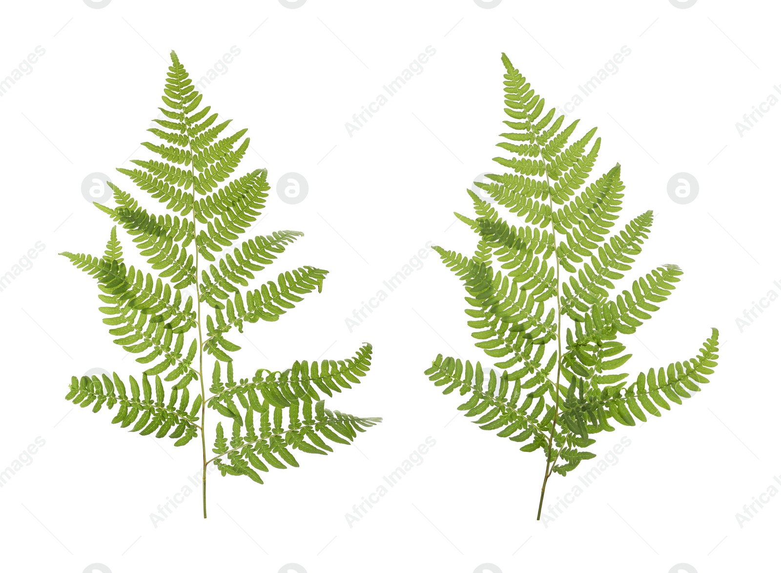 Image of Beautiful fern leaves on white background, collage