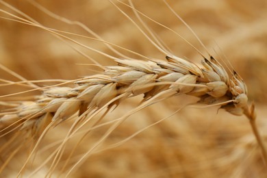 Photo of Ripe wheat spike in agricultural field, closeup
