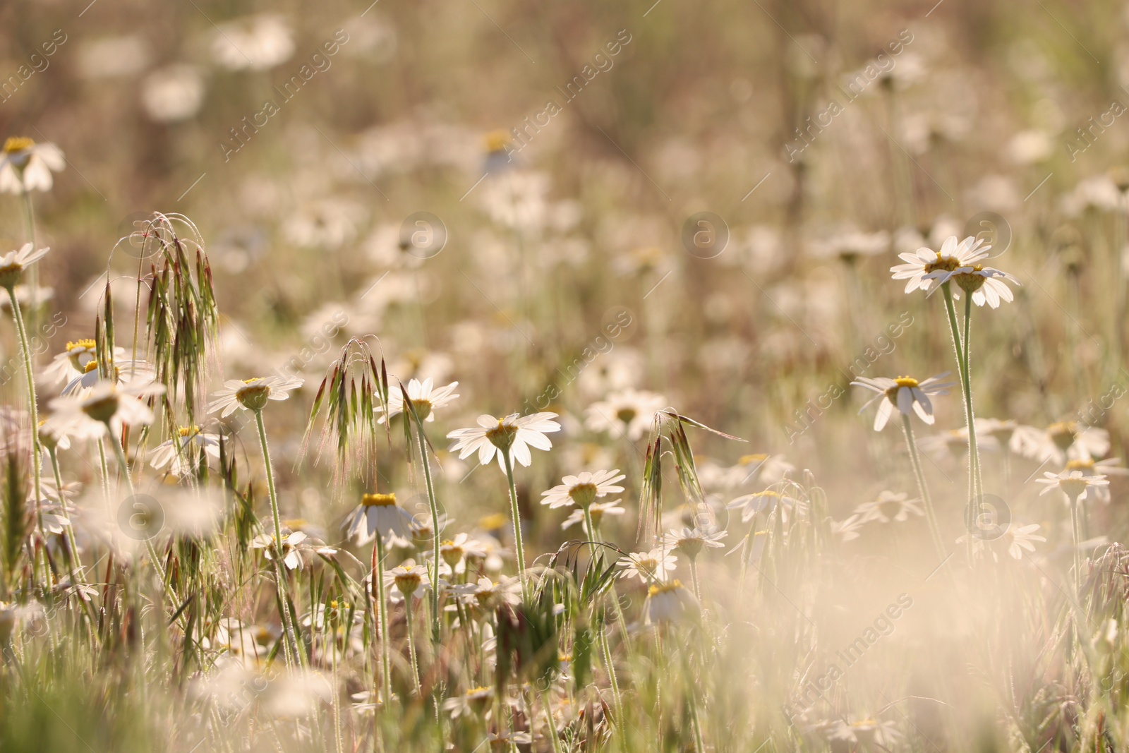 Photo of Beautiful chamomile flowers growing in spring meadow