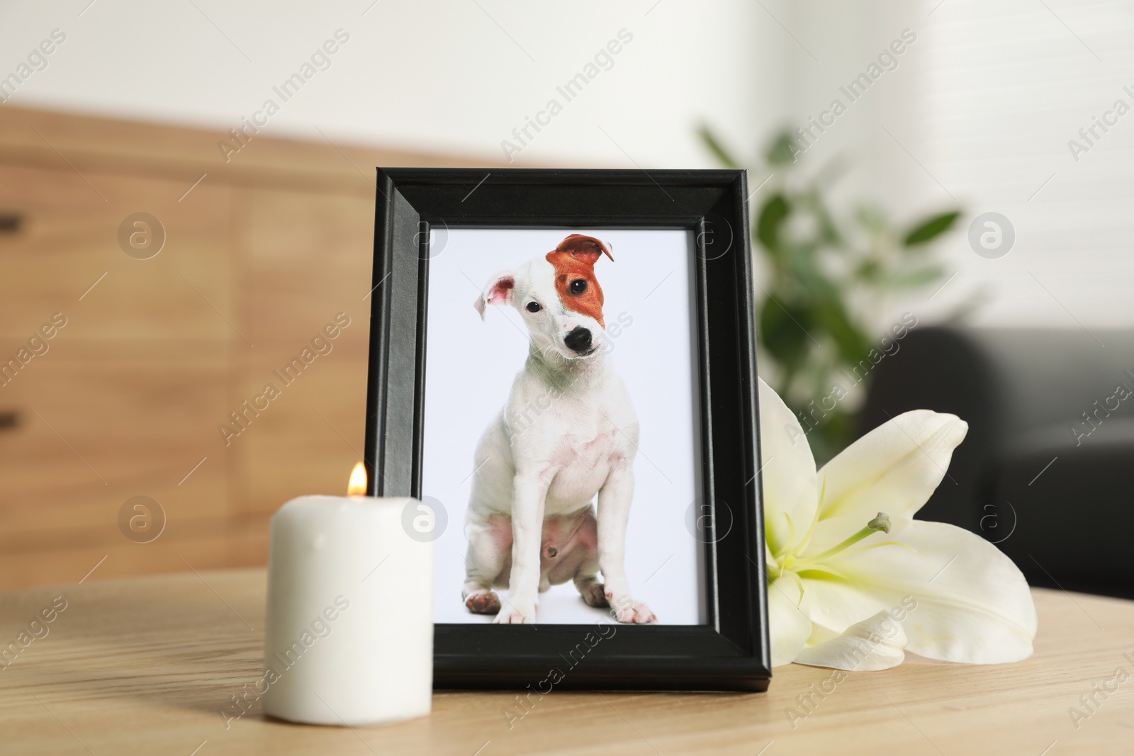 Photo of Pet funeral. Frame with picture of dog, burning candle and lily flower on wooden table indoors