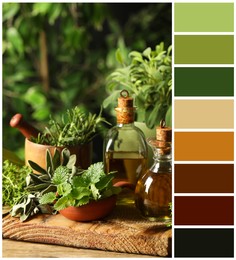 Image of Different fresh herbs with oils on wooden table and color palette. Collage