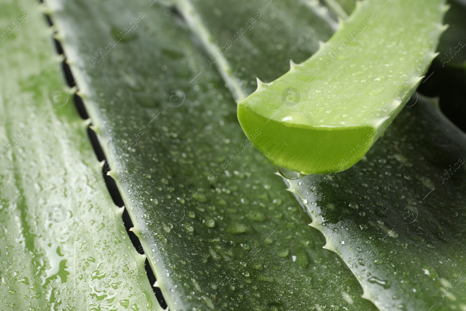 Photo of Fresh aloe vera leaves with water drops as background, closeup. Space for text