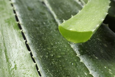 Fresh aloe vera leaves with water drops as background, closeup. Space for text