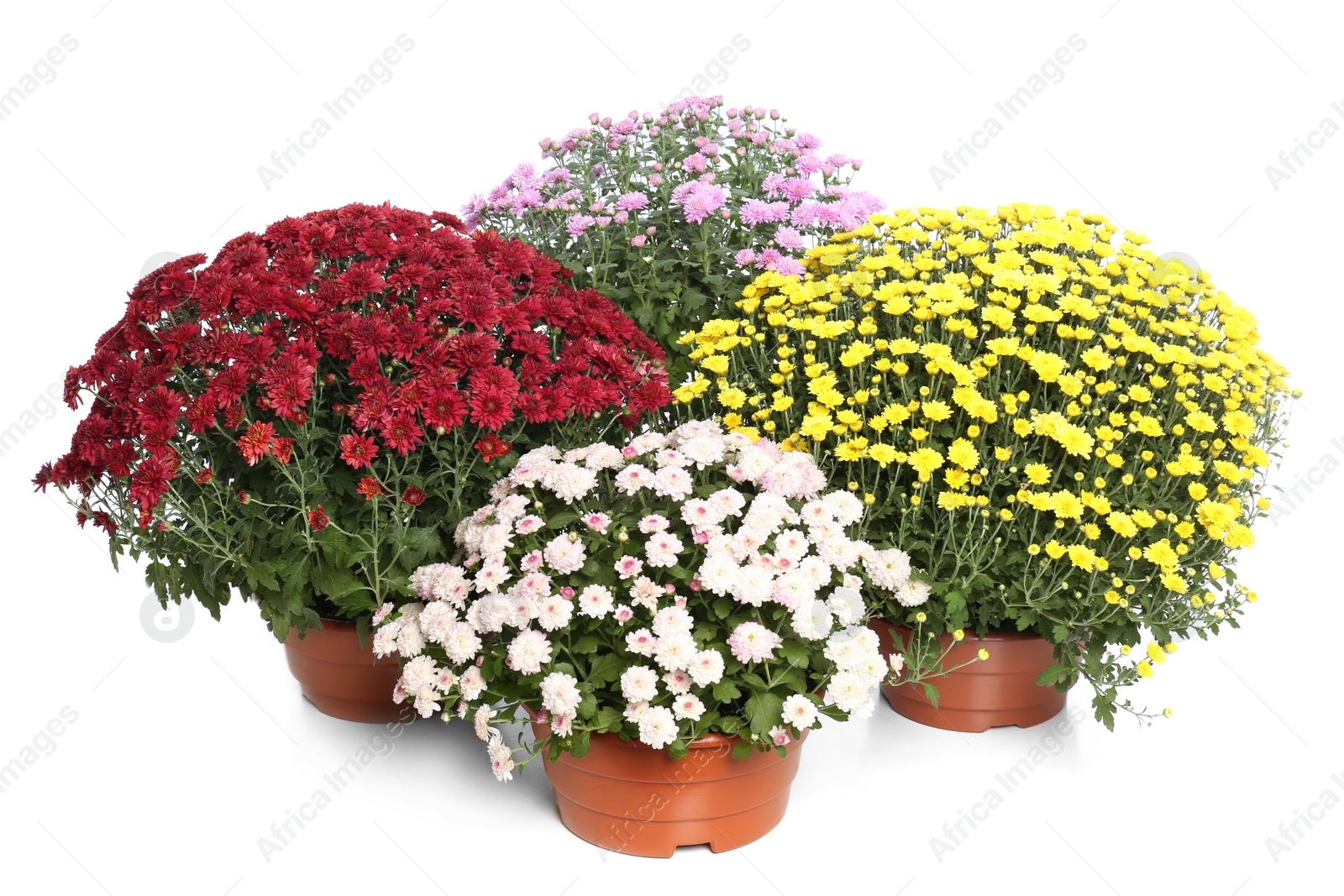 Photo of Pots with beautiful colorful chrysanthemum flowers on white background