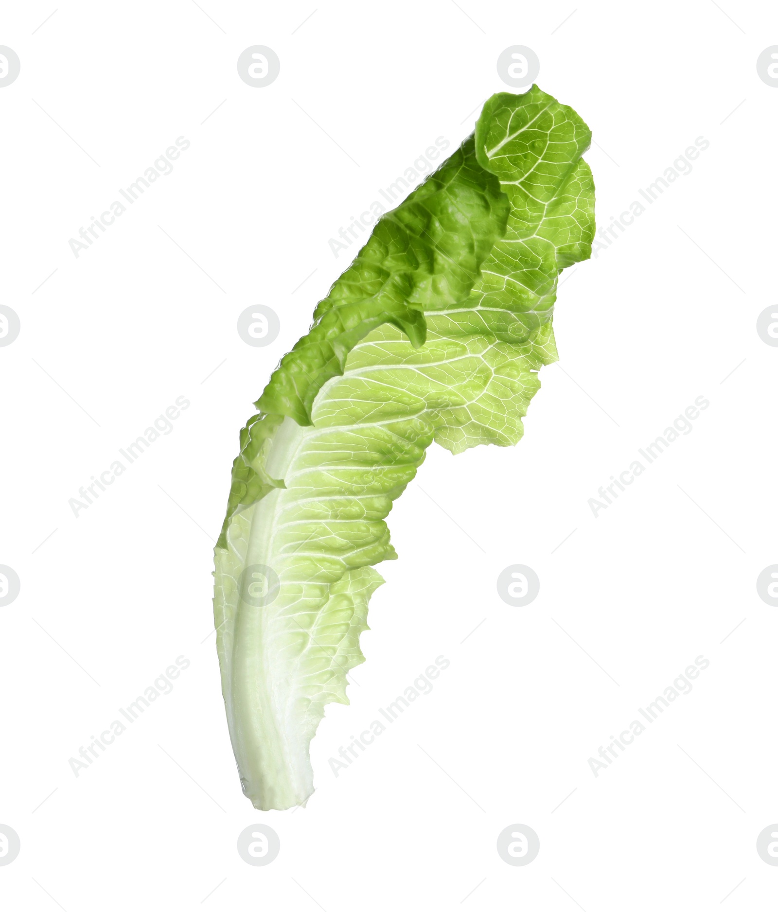 Photo of Fresh leaf of green romaine lettuce isolated on white