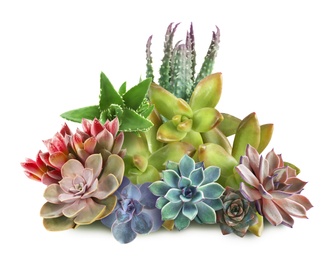 Image of Collection of different beautiful succulents on white background