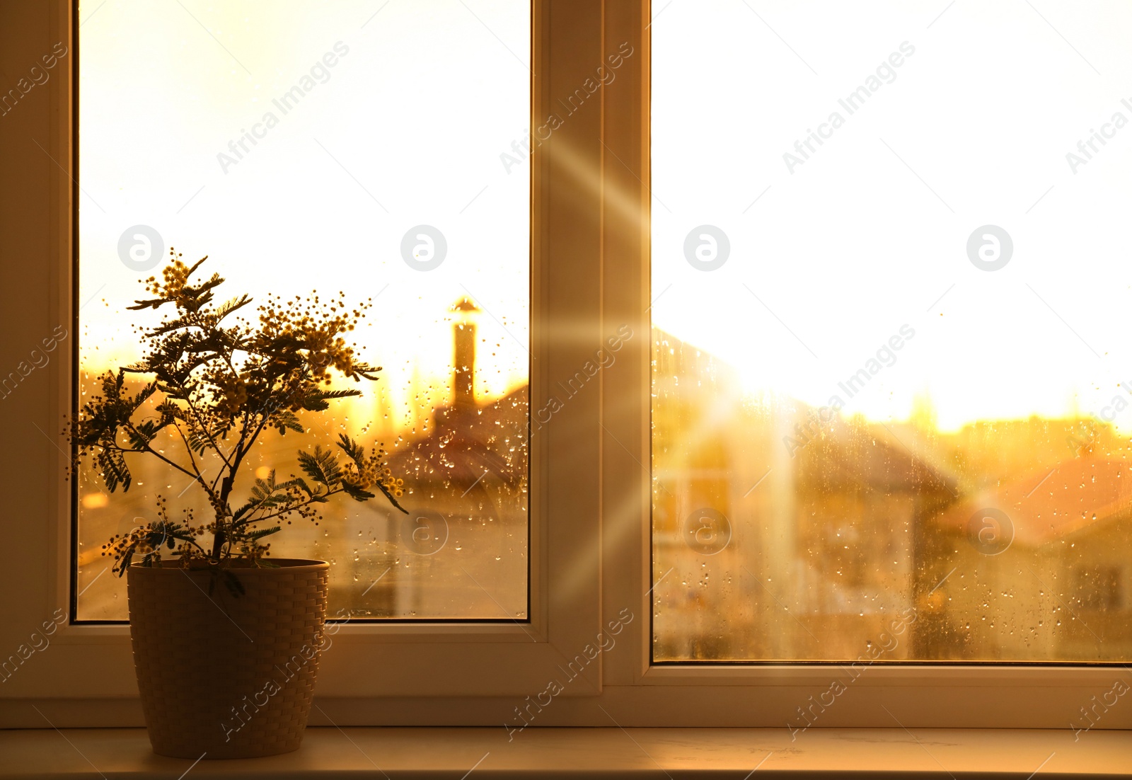 Photo of Beautiful mimosa plant in pot on windowsill indoors, space for text