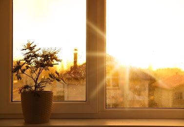 Photo of Beautiful mimosa plant in pot on windowsill indoors, space for text
