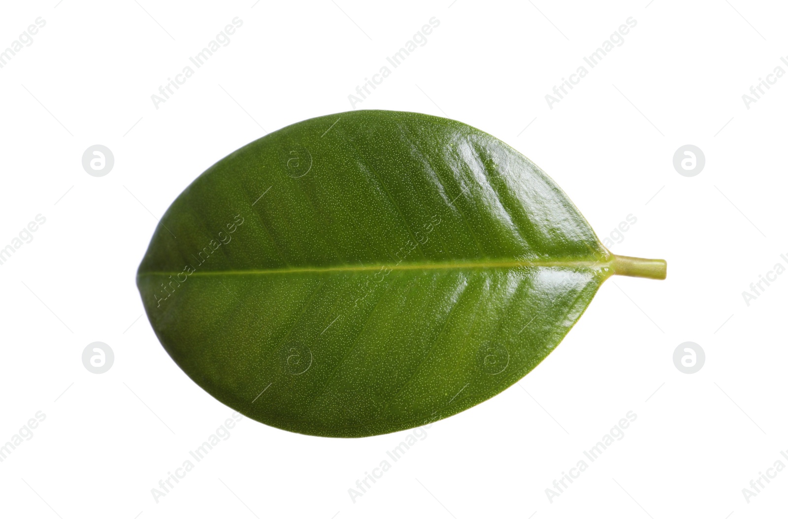 Photo of Fresh green leaf of Ficus elastica plant isolated on white