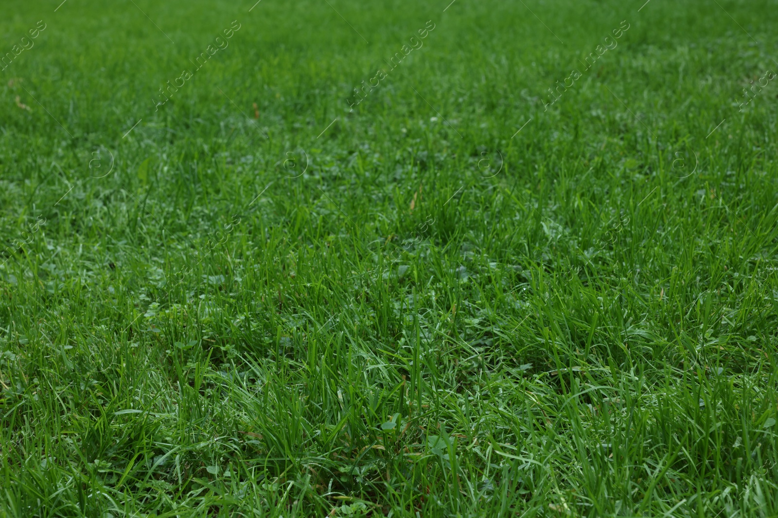 Photo of Fresh green grass growing outdoors in summer