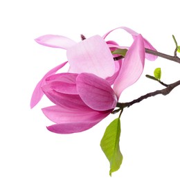 Photo of Beautiful pink magnolia flowers isolated on white