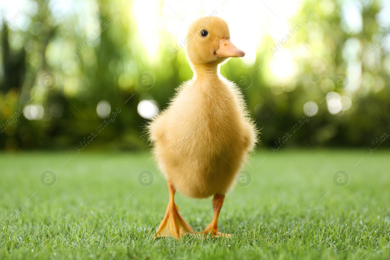 Photo of Cute fluffy baby duckling on green grass outdoors