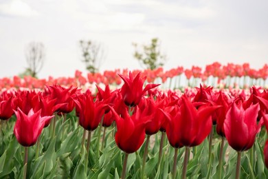 Photo of Beautiful red tulip flowers growing in field