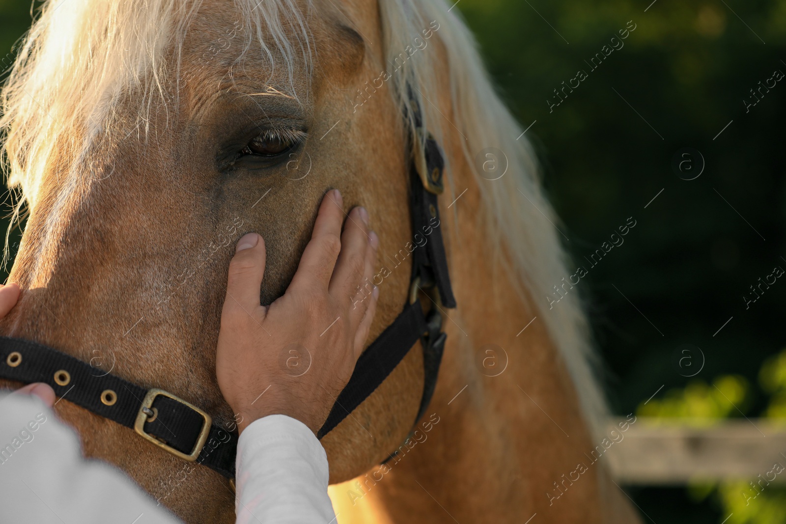 Photo of Man with adorable horse outdoors, closeup. Lovely domesticated pet