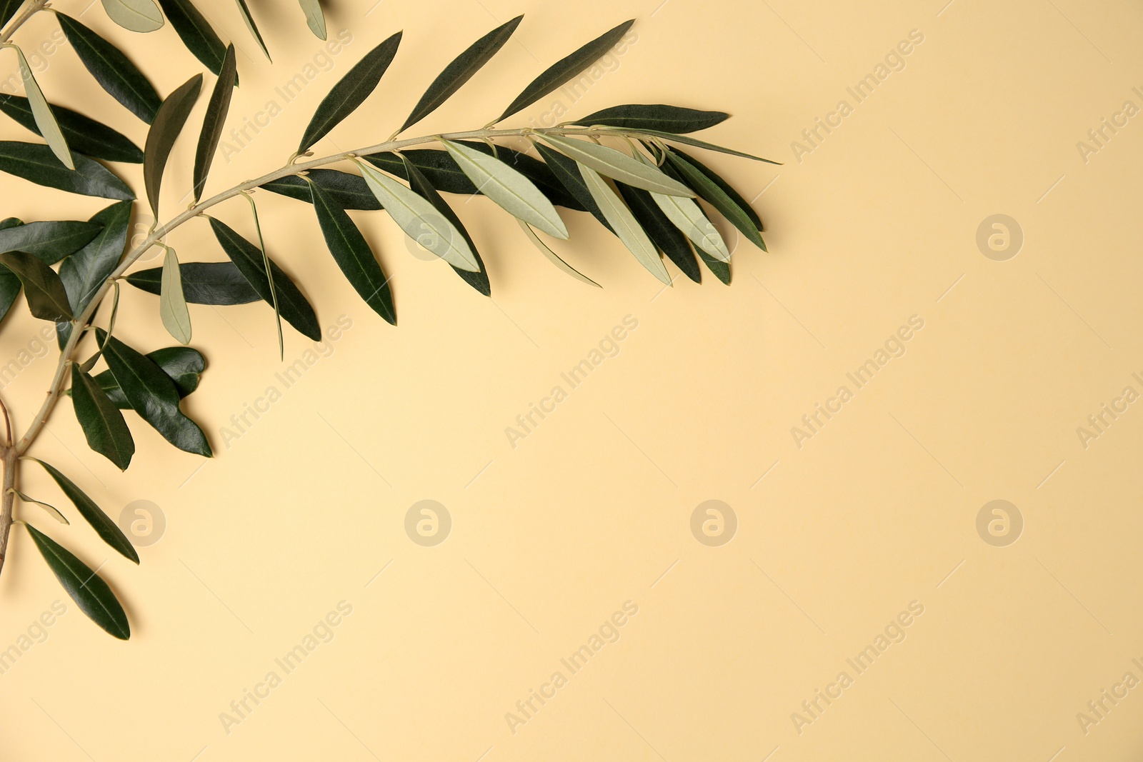 Photo of Twig with fresh green olive leaves on beige background, top view. Space for text