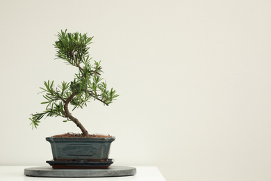 Photo of Japanese bonsai plant on white background, space for text. Creating zen atmosphere at home