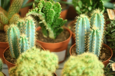Photo of Pots with beautiful cacti, closeup. Tropical flowers
