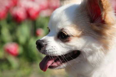 Cute Chihuahua dog against blurred background on sunny day, closeup