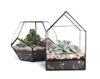 Photo of Glass florarium vases with succulents on white background
