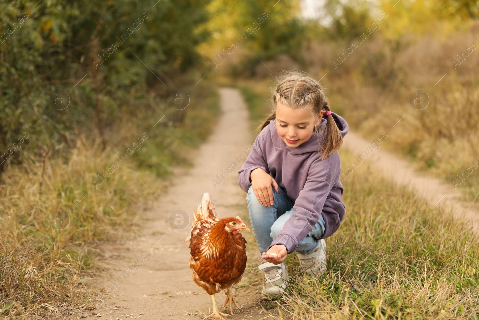 Photo of Farm animal. Cute little girl feeding chicken in countryside