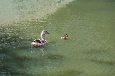 Little duckling with mother in pond. Baby animals