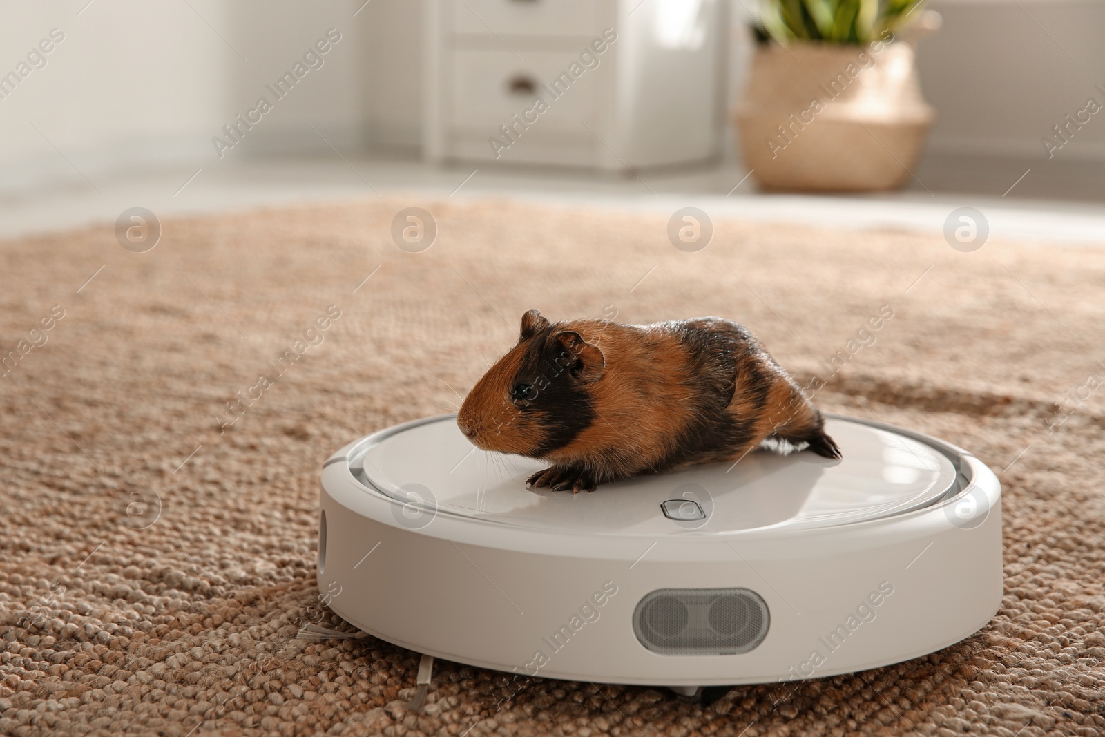 Photo of Modern robotic vacuum cleaner and guinea pig on floor at home