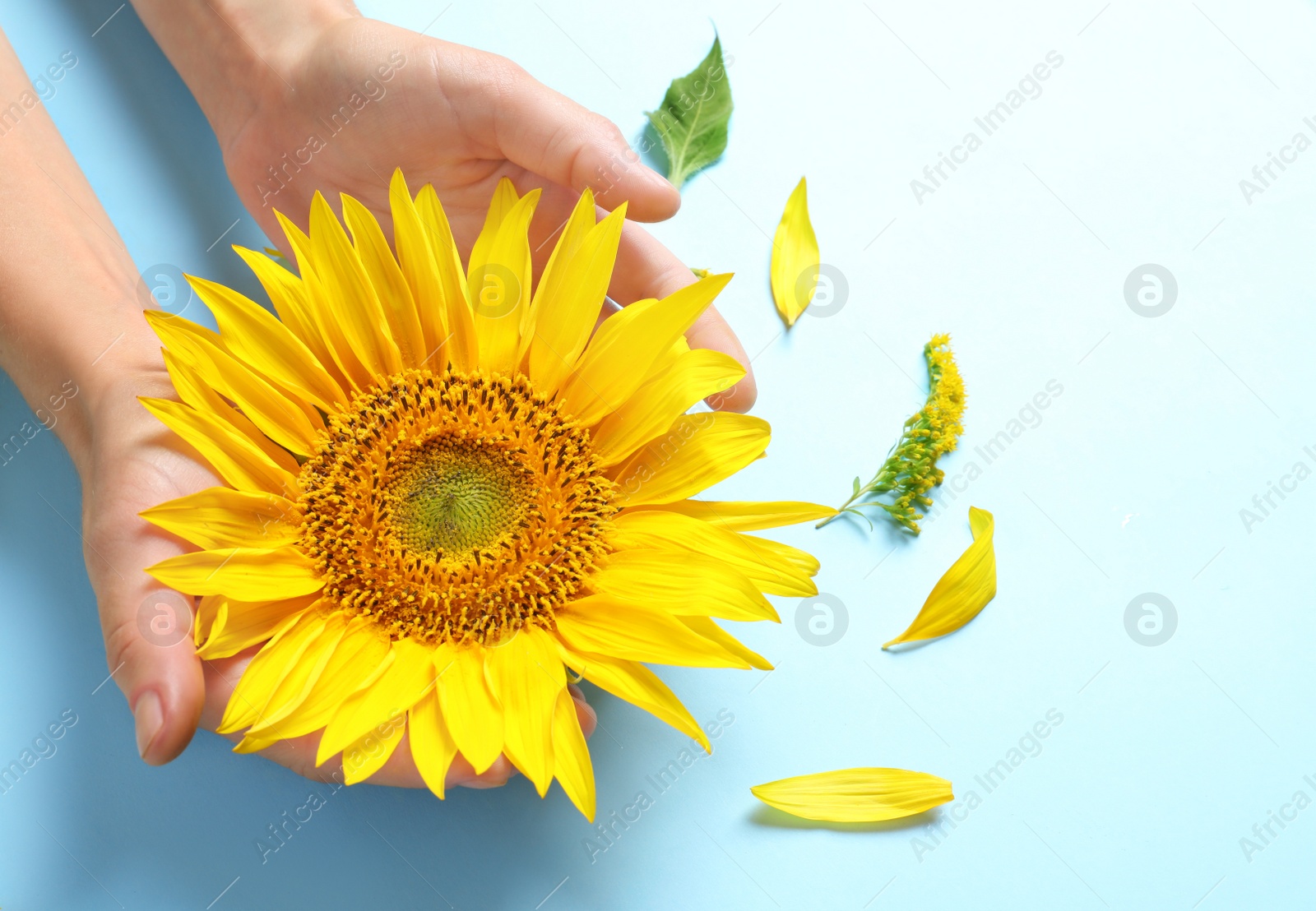 Photo of Woman holding beautiful sunflower on color background