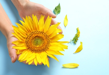 Woman holding beautiful sunflower on color background