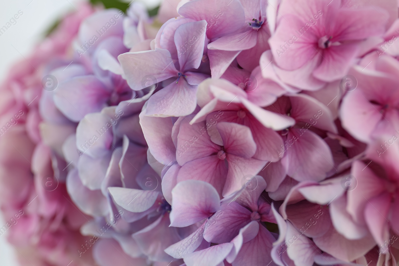 Photo of Beautiful fresh hydrangea flowers, closeup. Interior design