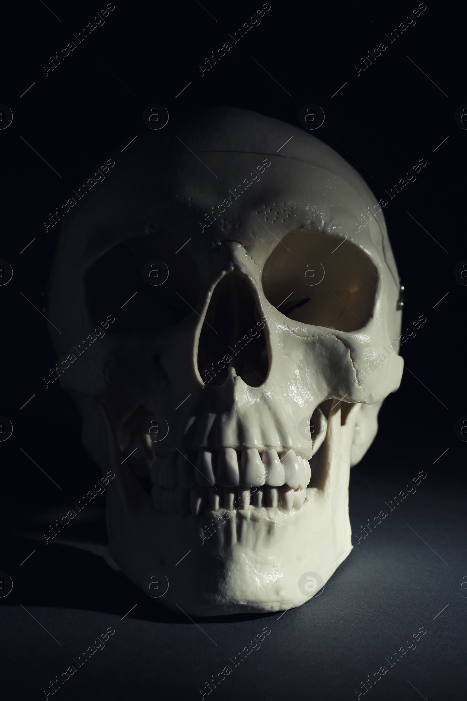 Photo of White human skull with teeth on black background