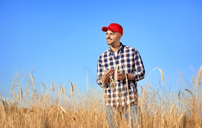 Photo of Agronomist in wheat field. Cereal grain crop