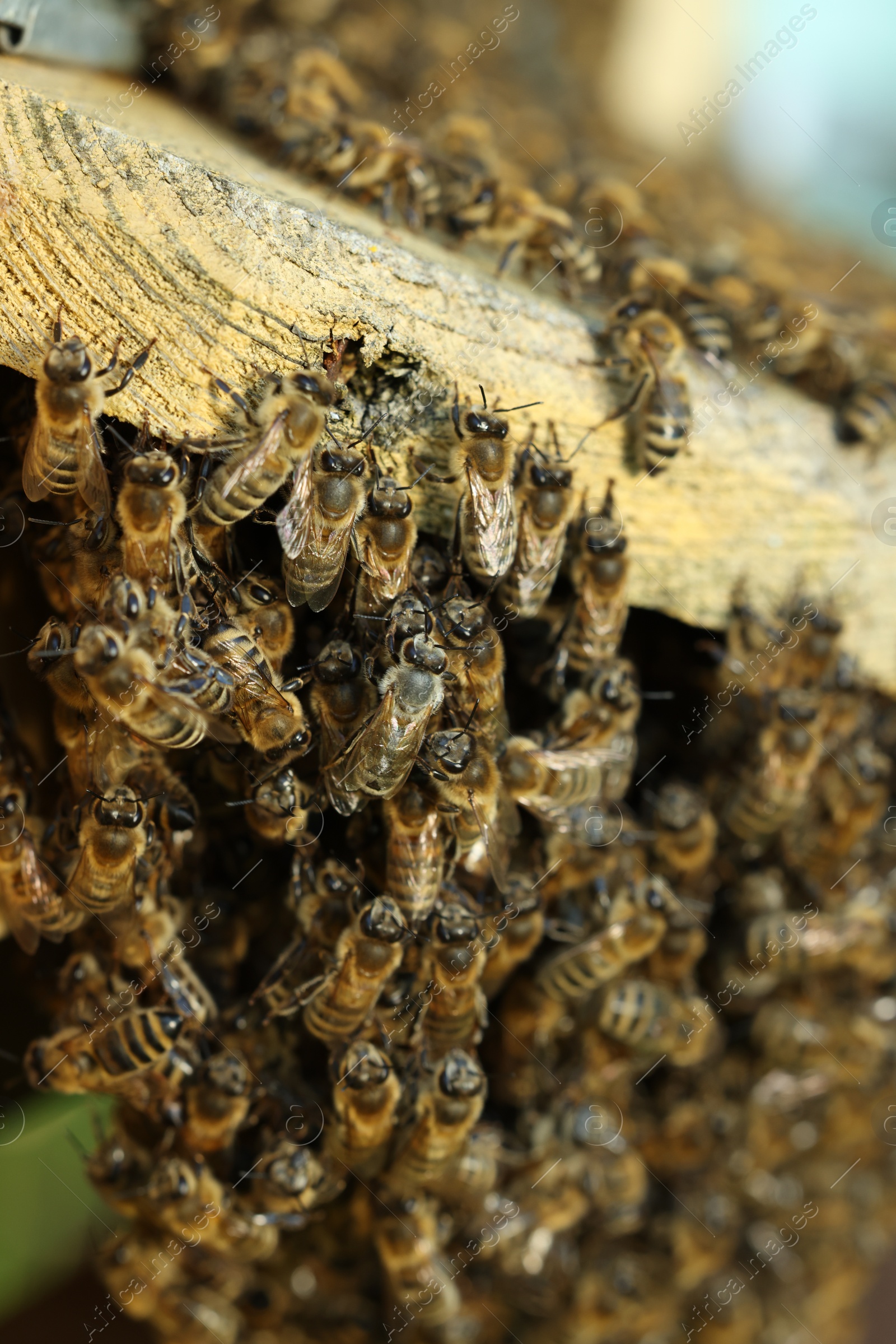 Photo of Closeup view of wooden hive with honey bees on sunny day