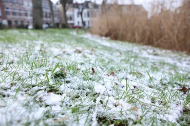 Photo of Green grass covered with snow on winter day, closeup