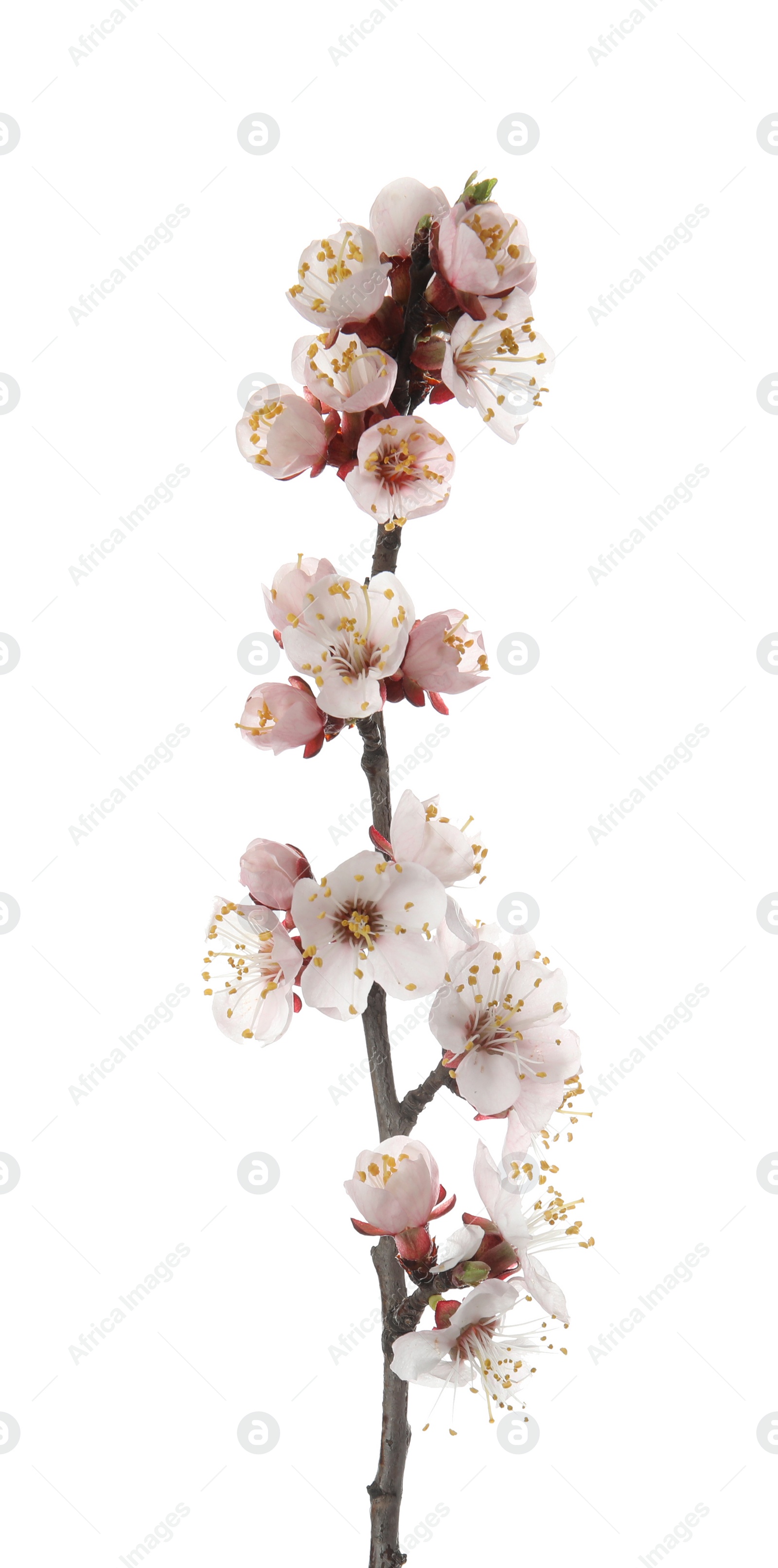 Photo of Beautiful blossoming apricot tree branch on white background