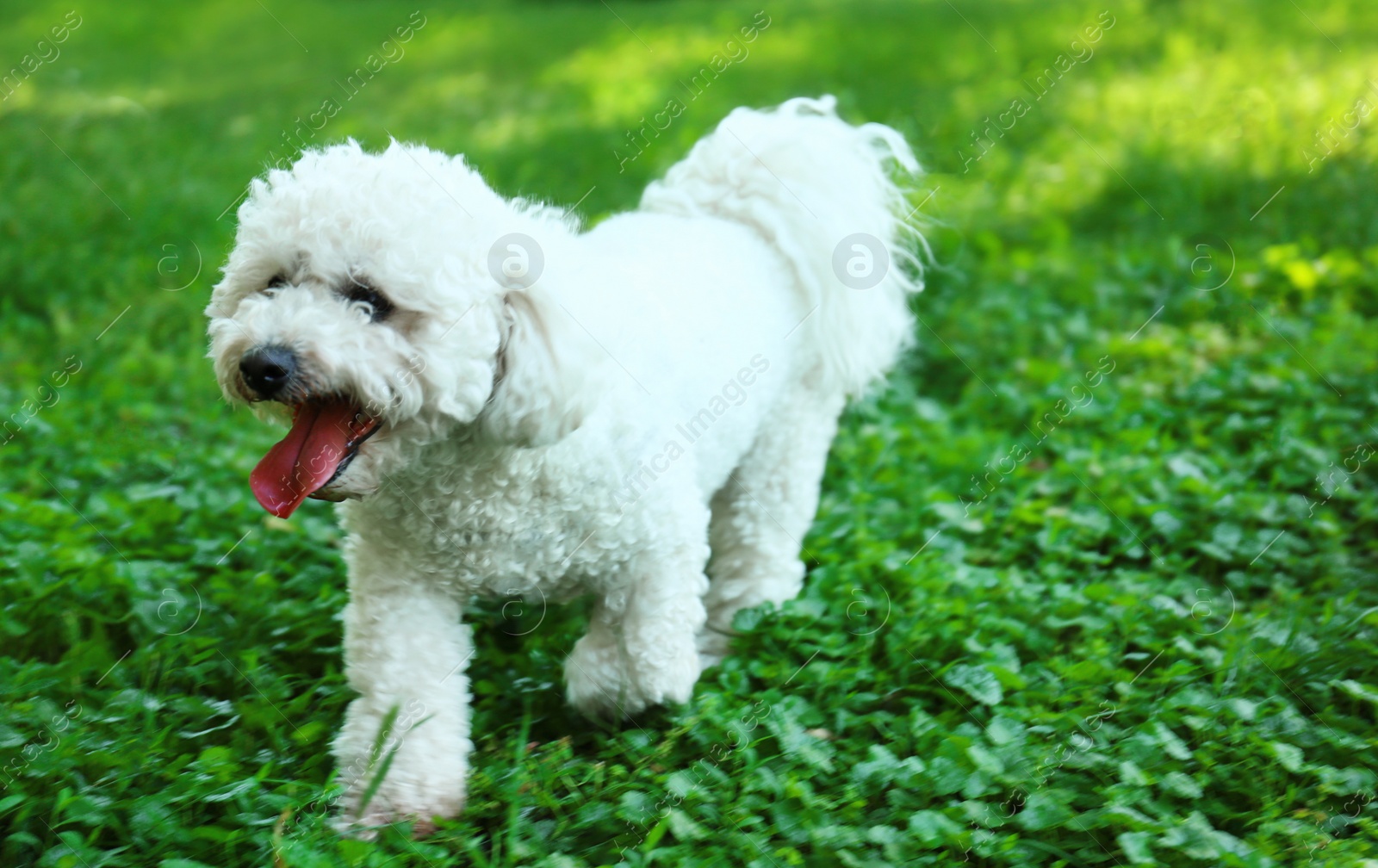 Photo of Cute fluffy Bichon Frise dog on green grass in park