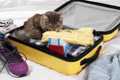 Travel with pet. Clothes, cat and suitcase on bed indoors