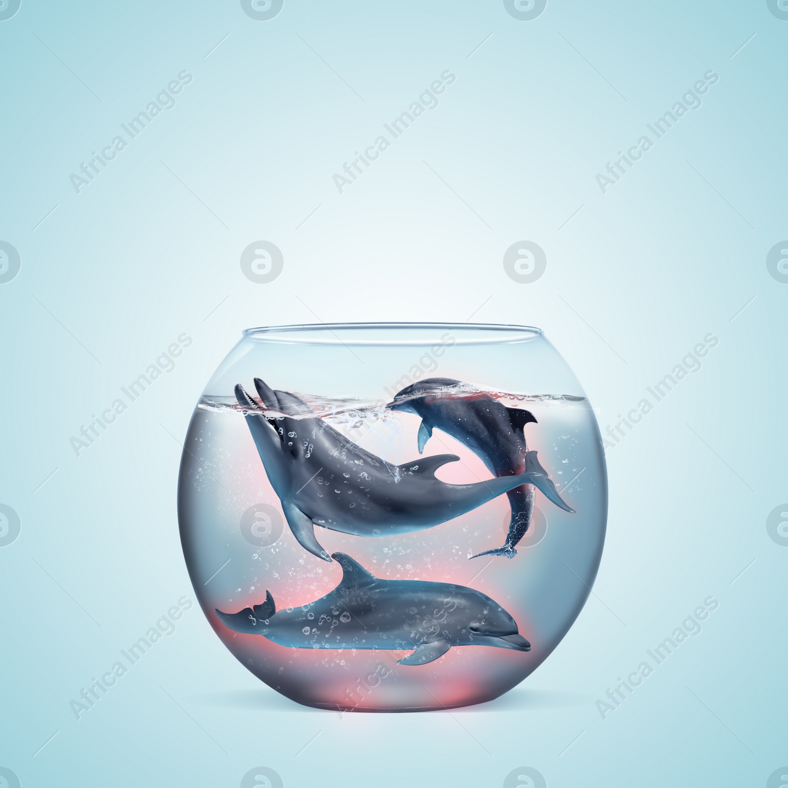 Image of Dolphins in glass aquarium on light blue background. Anti-Captivity Campaign