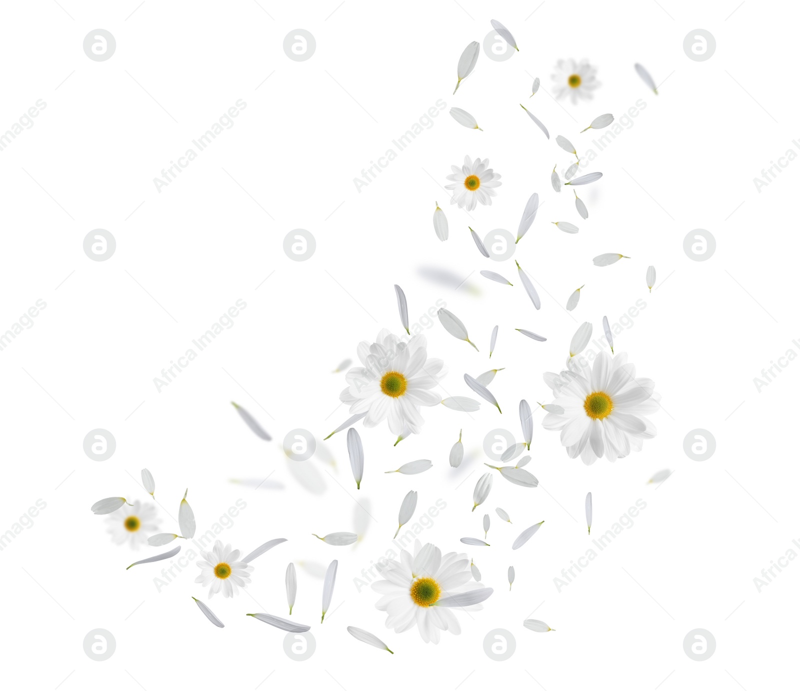 Image of Beautiful flowers and petals flying on white background