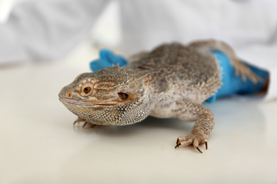 Photo of Veterinarian examining bearded lizard on table in clinic, closeup. Exotic pet