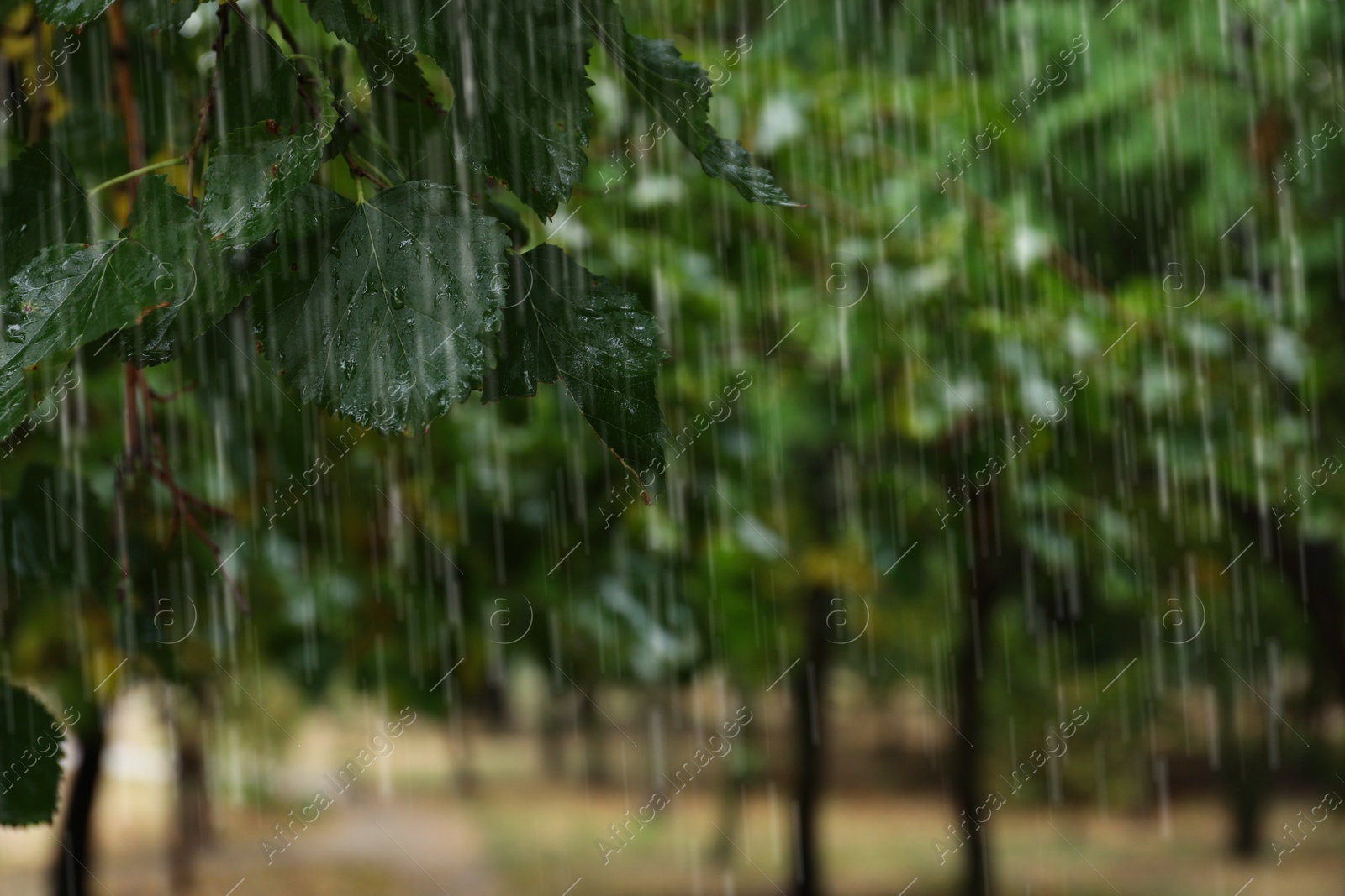 Photo of Tree branch with green leaves in park during rain, closeup. Space for text