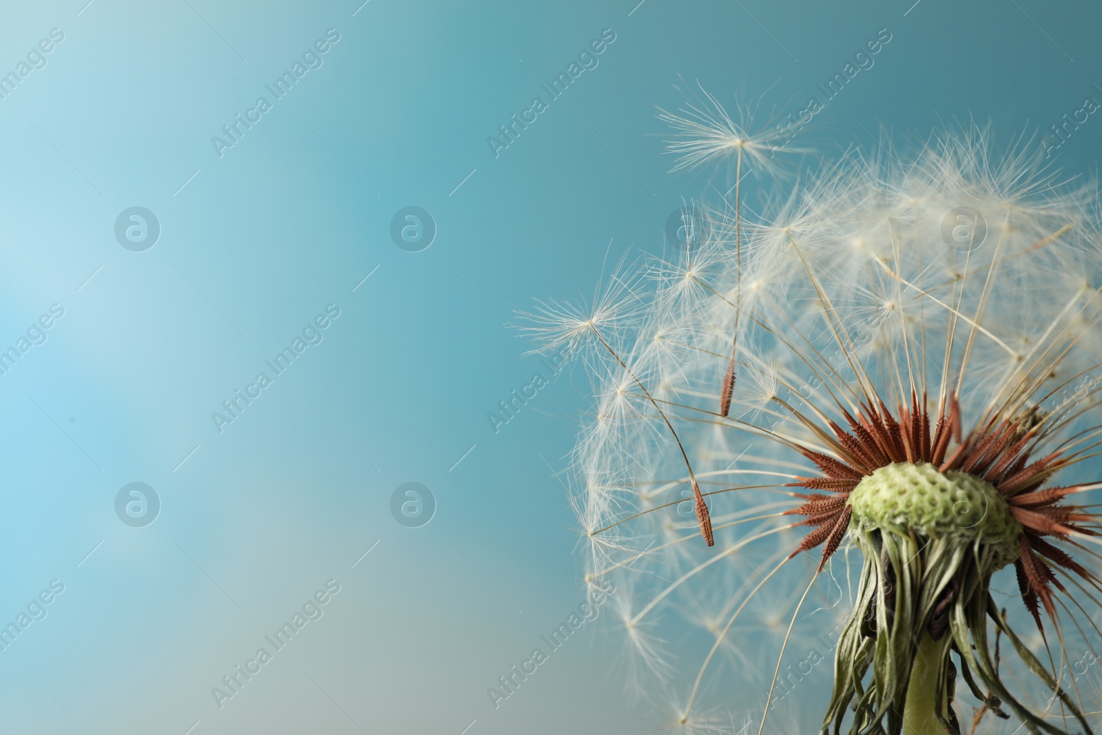 Photo of Beautiful dandelion flower on light blue background, closeup. Space for text