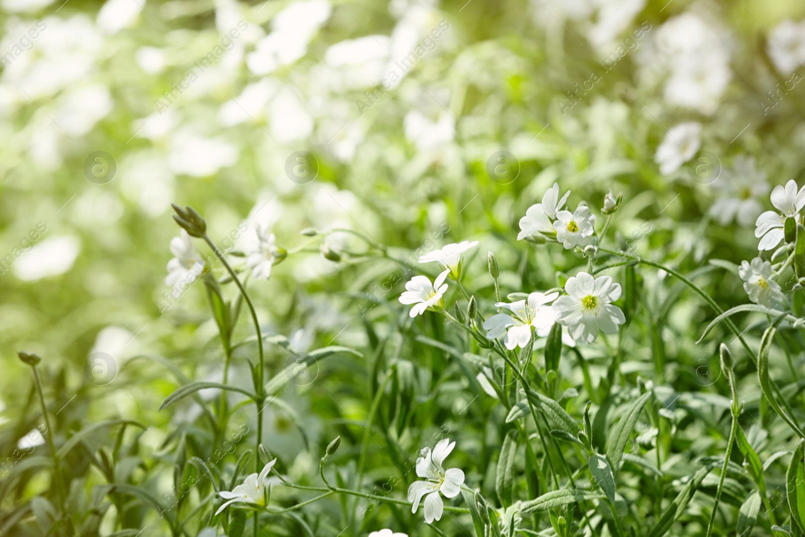 Photo of Beautiful white spring flowers in green garden on sunny day. Space for text