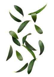 Fresh green olive leaves falling on white background