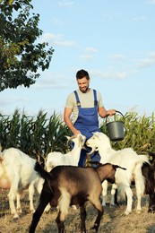 Man feeding goats at farm. Animal husbandry