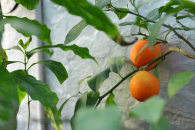 Photo of Fresh oranges growing on tree in greenhouse