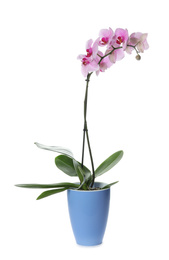 Photo of Beautiful potted Phalaenopsis orchid isolated on white